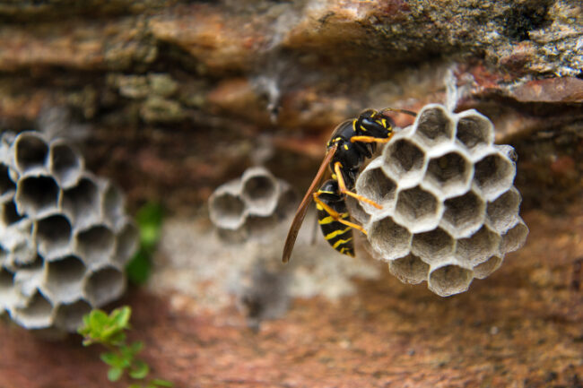 Wasp Nest Control Yorkshire